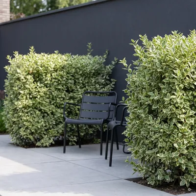 Produktbild von Stauden Gänge 100 x Ligustrum ovalifolium 'Argenteum' - Weißbunter Liguster - weißbunte Heckenpflanze, halbimmergrün - Lieferhöhe ca. 20-30 cm