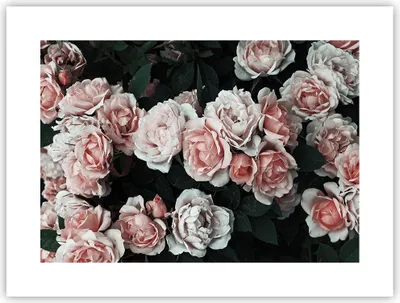 Produktbild von Poster - Poster ohne Rahmen - Rosen Blumen Blätter - 40x30 cm - Wand Bild - Wanddeko - Wandbilder - Kunstposter - Wandposter - Bilder - Kunstdruck - Wanddekoration - Wandbild - P2XAA40x30-4760