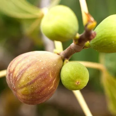 Produktbild von Feigenbaum 'Brown Turkey' - Höhe 3 bis 5 Meter - Robuste Sorte - Längliche Früchte - Geeignet für Hausgärten - Einfache Kultivierung - Obstbaum