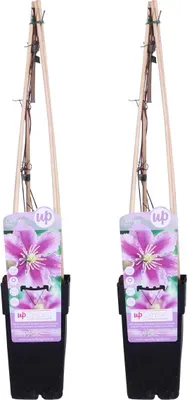 Produktbild von 2x Clematis Piilu – Großblütige Waldrebe – Kletterpflanze – Winterheart – ⌀15 cm – ↕60-70 cm