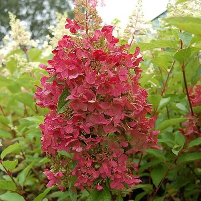 Produktbild von Hortensie  - Hydrangea paniculata 'Pinky Winky'  | 60-80 cm in Container