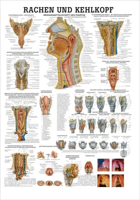Produktbild von Rachen und Kehlkopf Lehrtafel Anatomie 100x70 cm medizinische Lehrmittel