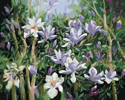 Produktbild von Zuty - Malen nach Zahlen - FRÜHLINGSMAGNOLIE, 40x50 cm, mit Keilrahmen (bereits gespannt)