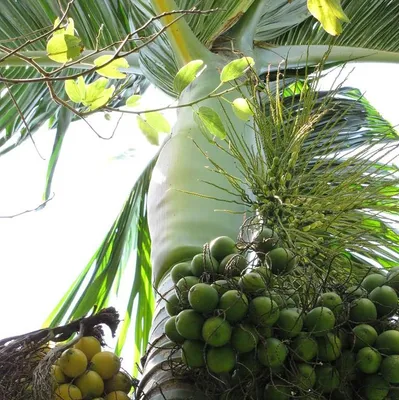 Image de Palmier à bétel (Areca catechu)  - 1 exemplaire