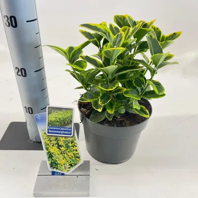 Zdjęcie produktu dla Euonymus jap. 'Aureomarginatus' – trzmielina | 20–25 cm w doniczce