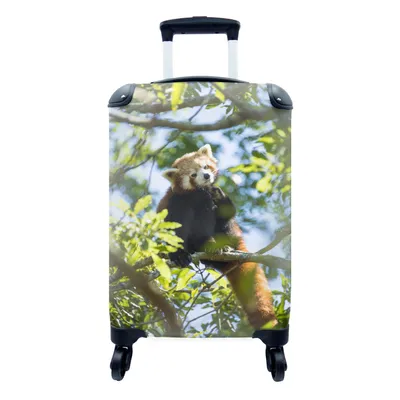 Produktbild von MuchoWow® Koffer Handgepäck Trolley Rollkoffer Kleine Reisekoffer mit 4 Rollen - Panda - Pflanzen - Baum - Cabin Size < 55x40x23 cm & 55x40x20 cm - Fotokoffer - Kabinenkoffer - Boardgepäck - Reise-Box - Reisekoffer - Reisegepäck - Koffer mit Bild - Trolley für Kinder