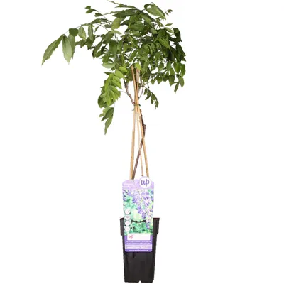 Produktbild von Wisteria Sinensis 'Prolific' - ↨65Cm - Ø15