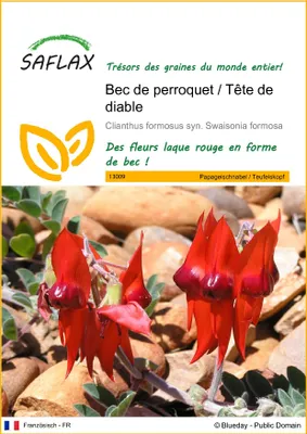 Image de SAFLAX  - Bec de perroquet / Tête de diable - 20 graines - Clianthus