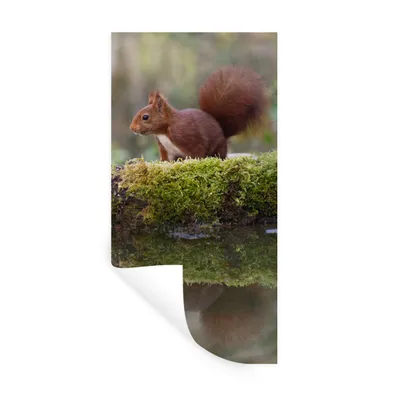 Produktbild von MuchoWow® Wandtattoo Wandsticker Wandaufkleber Waldtiere - Wasser - Moos 60x120 cm Selbstklebend und Repositionierbar - Selbstklebend - Fototapeten