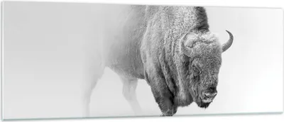 Produktbild von Bilder auf glas - Einteilig - Wisent Schwarzweiß Licht - 140x50cm - Glasbilder - Wandbilder - Bilder - zum Aufhängen bereit - Wanddekoration aus Glas - Glas Bilder - Wandbild auf Glas - GAB140x50-4418