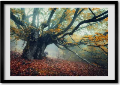 Produktbild von Bild - Bilder - Bilderrahmen - 70 cm x 50 cm - MDF-Rahmen, Wandkunst alter Baum