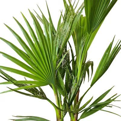 Zdjęcie produktu dla Bloomique - Mix 3 - Palmy mrozoodporne Mix - Washingtonia, Phoenix, Chamaerops - Palma mrozoodporna - Rośliny ogrodowe - 40-50 cm wysokości - Doniczka 14 cm