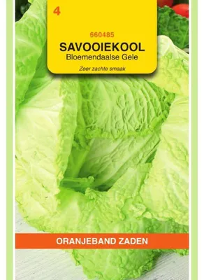 Zdjęcie produktu dla Oranjeband Wirsing, odmiana Bloemendaal - 1 opakowanie nasion