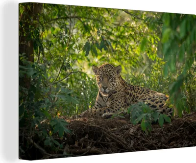 Obrázok produktu pre OneMillionCanvasses® - Obrazy na plátne - 140x90 cm, Jaguár v džungli, Nástenná umelecká tlač Nástenná dekorácia