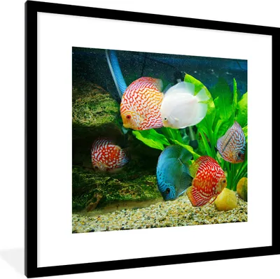 Produktbild von MuchoWow® Gerahmtes Poster Fische in einem Aquarium 40x40 cm - Poster mit Schwarzem Bilderrahmen Wandposter Rahmen Foto Bilder - Poster - Plakat im Rahmen