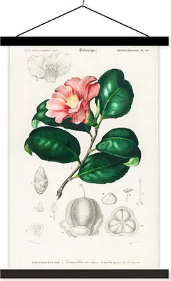 Produktbild von MuchoWow® Textilposter Pflanze - Vintage - Blatt 40x60 cm mit schwarzem Rahmen - Wanddekorationen