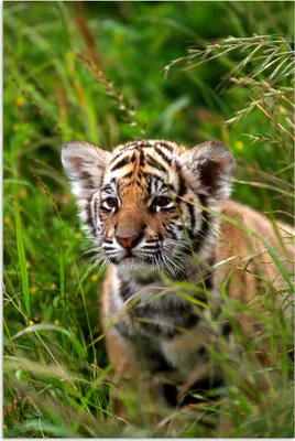 Produktbild von MuchoWow® Poster Bengalischer Tiger - Gras - Pflanzen 120x180 cm - Kunstposter