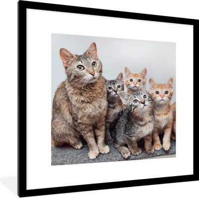 Produktbild von MuchoWow® Gerahmtes Poster Katze - Kätzchen - Fell 40x40 cm - Poster mit Schwarzem Bilderrahmen Wandposter Rahmen Foto Bilder - Poster - Plakat im Rahmen
