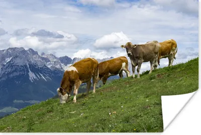 Produktbild von MuchoWow® Poster Kühe - Landschaft - Österreich 60x40 cm - Schlafzimmerdekoration