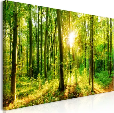 Image de Tableau mural Mega XXXL Forêt 250 x 125 cm Impression artistique au format XXL en une seule partie à monter soi-même Tableaux sur toile Tableaux modernes Décoration murale DIY Décoration d'intérieur Arbre Arbres Nature c-B-0184-ak-e