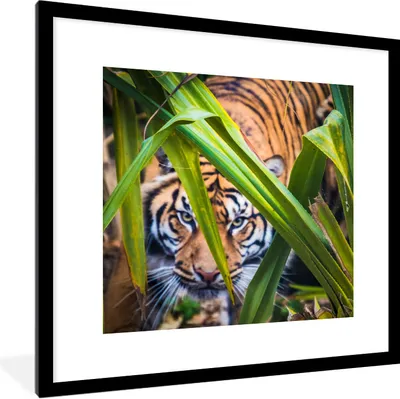 Produktbild von MuchoWow® Gerahmtes Poster Versteckter Sumatra-Tiger zwischen dem Laub 40x40 cm - Poster mit Schwarzem Bilderrahmen Wandposter Rahmen Foto Bilder - Poster - Plakat im Rahmen