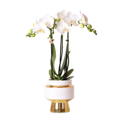 Immagine prodotto di Colibrì Orchidee bianche Phalaenopsis Amabilis + Le Chic vaso decorativo oro dimensioni 9cm 40cm di altezza pianta d'appartamento fiorita in vaso di fiori fresco dal coltivatore