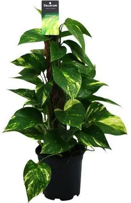 Immagine prodotto di Efea (Epipremnum scindapsus) Ø15 cm ↕50 cm - Pianta rampicante purificatrice dell'aria