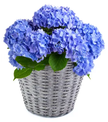 Produktbild von Weidekorb Pflanzgefäß rund foliert grau gewaschen 1 Stk Ø 14 cm