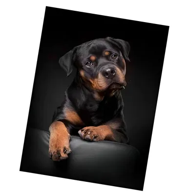 Produktbild von Originalstück Teppich 120x160 cm - Rottweiler
