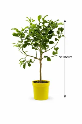 Zdjęcie produktu dla Citrus medica Cytryna cedratowa 70–100 cm łodyga – prawdziwa cytryna cedratowa, śródziemnomorskie drzewo cytrusowe do doniczek, aromatyczna roślina cytrusowa na taras i