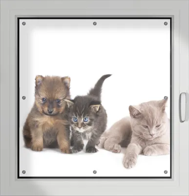 Produktbild von Wallario Lichtschutzbild, Dekorativer Sichtschutz Sonnenschutz 96 x 93 cm mit Motiv: Hundewelpen und Katzenjunge - Verdunklung ohne Bohren