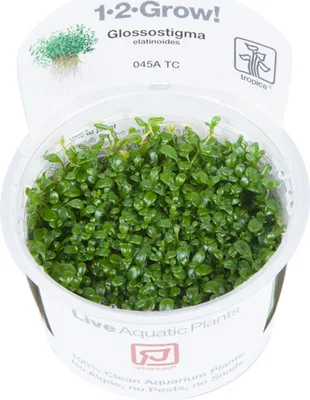 Produktbild von Glossostigma elatinoides - Invitro - 1-2-Grow - Australisches Zungeblatt