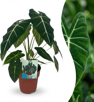Produktbild von Green boutiQ - Zimmerpflanze - Elefantenohr - Alocasia Frydek - Grün - Pflegeleicht - 1 Pflanze - Topf 19cm - Höhe 60cm