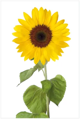 Produktbild von Wallario Premium Glasbild, freischwebende Optik, kräftige Farben, Größe 90 x 60 cm Motiv Sonnenblume