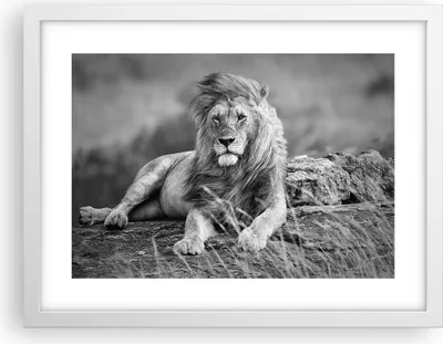 Produktbild von Gerahmtes Poster - Weißer Rahmen - Löwe Tier Natur - 40x30 cm - Wand Bild - Wanddeko - Wandbilder - Kunstposter - Wandposter - Bilderrahmen - Bilder - Kunstdruck - Wandbild - P2WAA40x30-3931