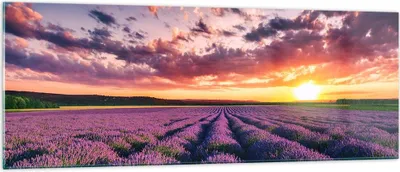 Produktbild von Bilder auf glas - Lavendel Berge Feld - 140x50cm - Glasbilder - Wandbilder - Kunstdruck - zum Aufhängen bereit - Wanddekoration aus Glas - Glas Bilder - Wandbild auf Glas - Einteilig - GAB140x50-3816