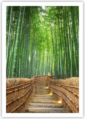Produktbild von Poster - Poster ohne Rahmen - Bambus Pflanze - 70x100 cm - Wand Bild - Wanddeko - Wandbilder - Kunstposter - Wandposter - Bilder - Kunstdruck - Wanddekoration - Wandbild - P2XPA70x100-3979