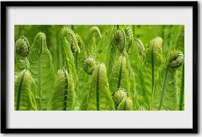 Produktbild von Bild 60x40 MDF-Rahmen Wandkunst Pflanze Natur