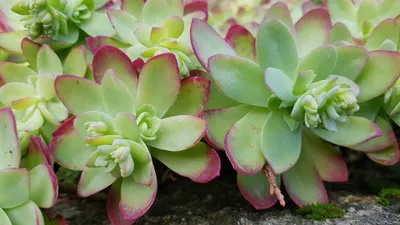 Image de Sedum palmeri / Sedum de Palmer