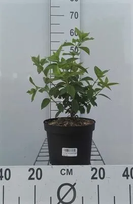 Produktbild von Hydrangea pan. 'Diamond Rouge' - Rispenhortensie 40- 50 cm Container