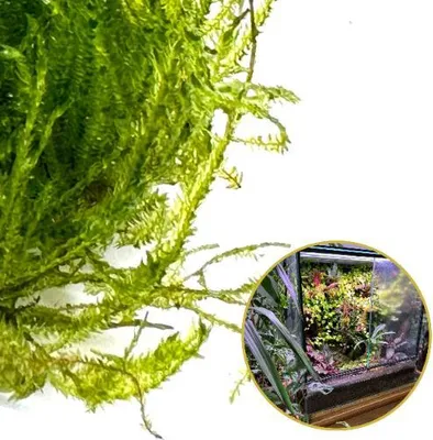 Obrázek produktu pro In vitro živý mech Přírodní živý mech pro terária TAXIPHYLLUM Spiky Moss