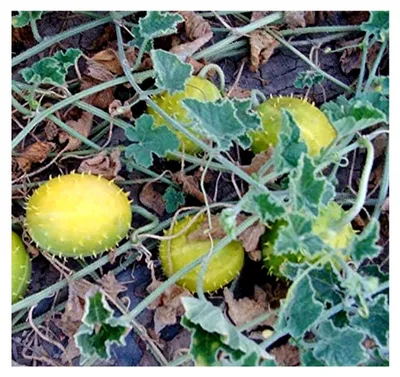 Produktbild von Ziergurkensamen Cucumis prophetarum 50 Korn
