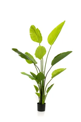 Produktbild von Sztuczna roślina - Strelitzia Nicolai - Kwiat rajskiego ptaka - 150 cm