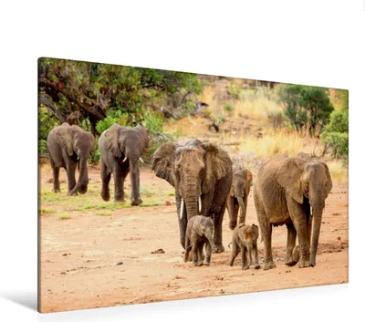 Produktbild von Calvendo  Textil-Leinwand 120 cm x 80 cm quer Elefanten, Schütter Stefan; 7349704