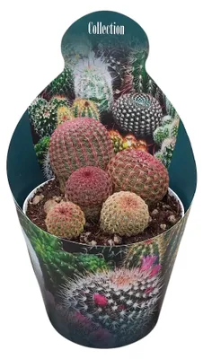 Produktbild von Echinocereus rigidissimus rubrispinus - selterner Kugelkaktus - Rarität - 14cm Topf - 30cm hoch