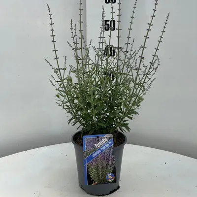Obrázok produktu pre Perovskia atriplicifolia 'Prime Time' PBR – modročervená | 20–25 cm v črepníku