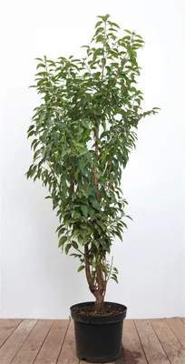 Produktbild von Prunus lusitanica, Portugiesischer Lorbeer, immergrün, 80–100 cm