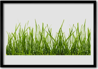 Produktbild von Bild 100x70 MDF-Rahmen Wandkunst Gras Natur Pflanze