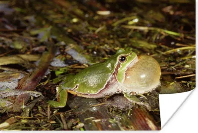 Produktbild von MuchoWow® Poster Quakender Frosch 60x40 cm - Schlafzimmerdekoration