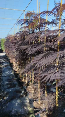 A row of young trees with purple foliage, likely in a nursery or greenhouse setting.